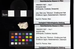 Foto (Objket + Etiketten) von Decapoda indet. 